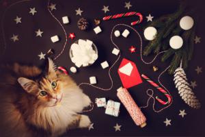 christmas-cat-filters (1)