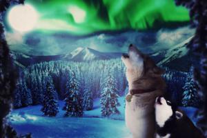 husky-howling-filters-2